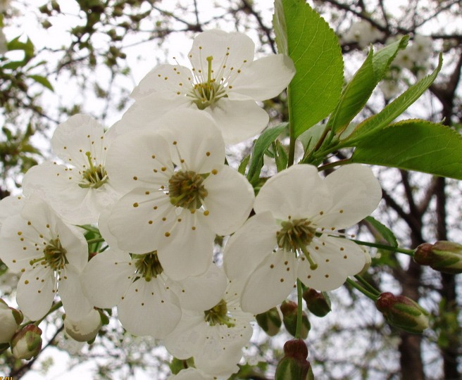 Flowers_of_Pear_Tree